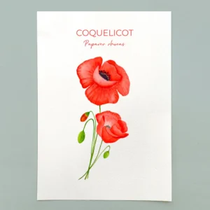 Coquelicot à l'aquarelle, aquarelle botanique, Flowers