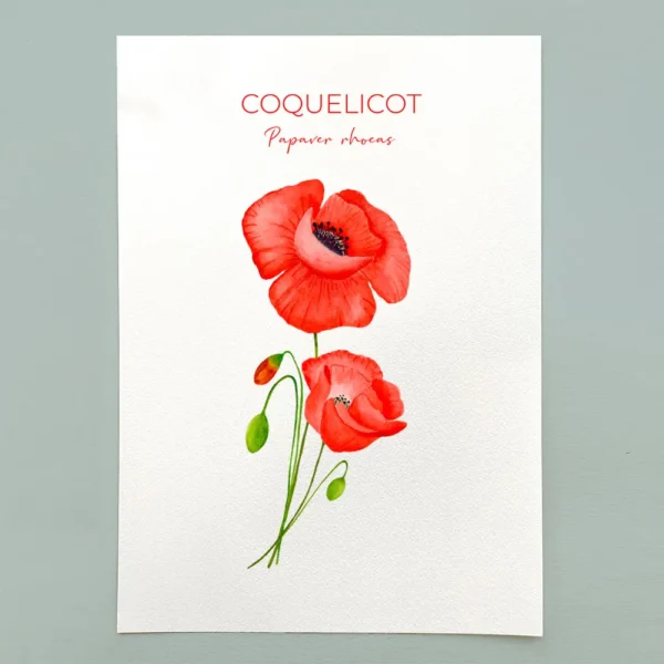 Coquelicot à l'aquarelle, aquarelle botanique, Flowers