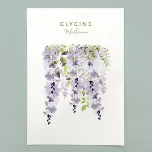 Glycine à l'aquarelle, aquarelle botanique, Flowers