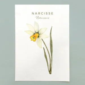 Narcisse à l'aquarelle, aquarelle botanique, Flowers