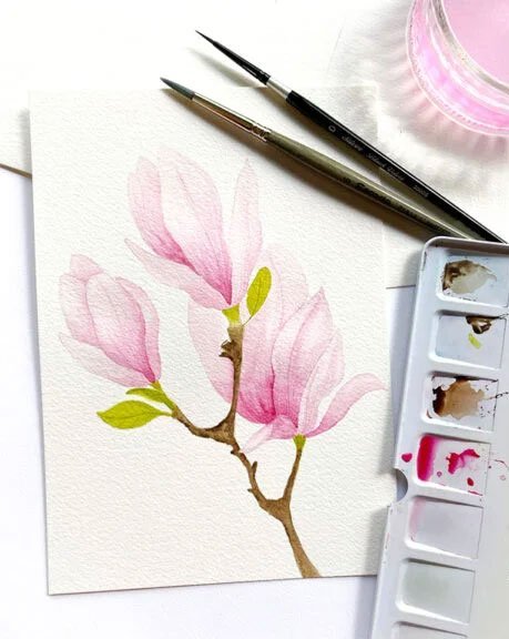 Illustration botanique d’un magnolia à l’aquarelle