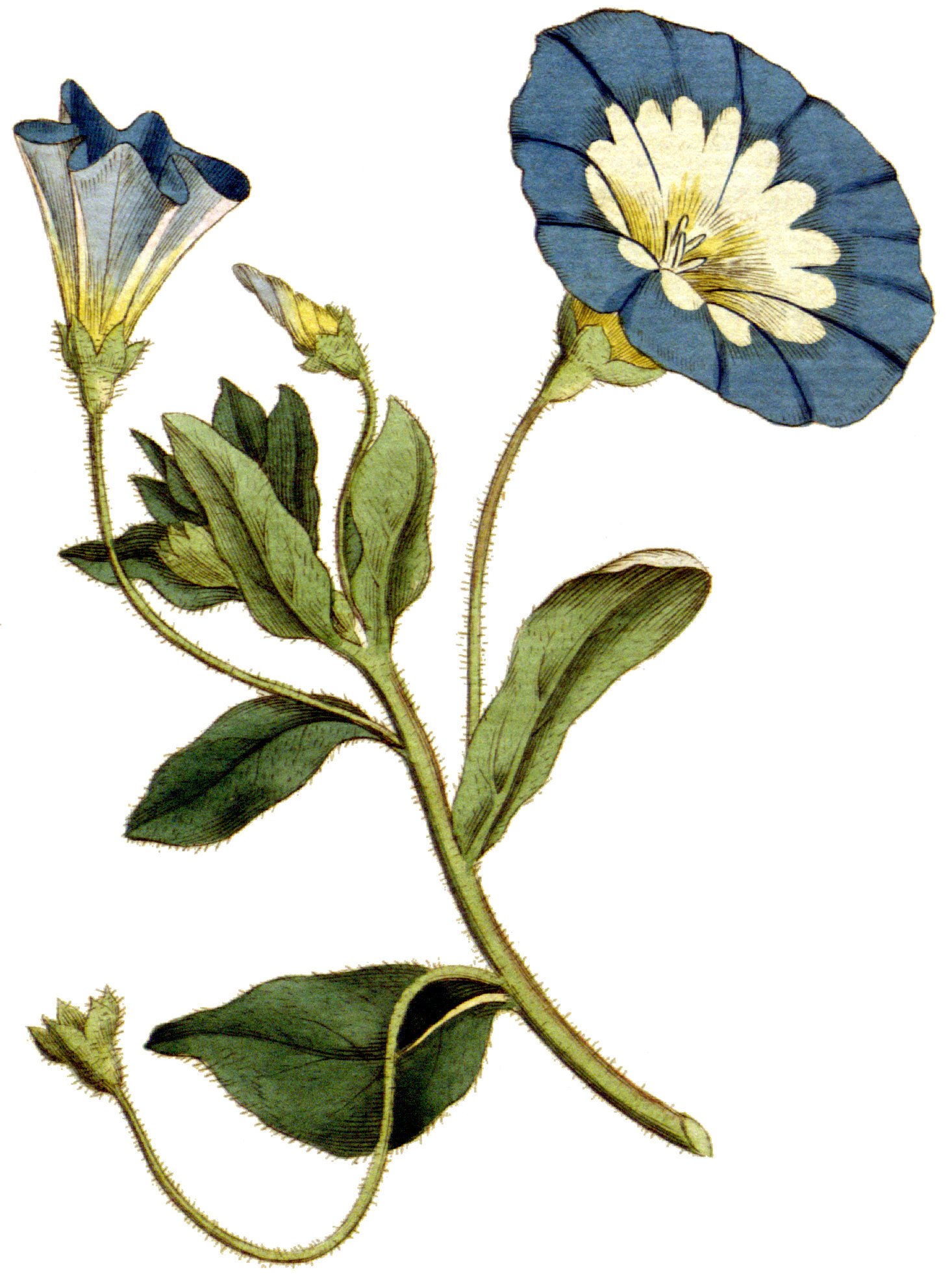 Planche botanique ancienne représentant Convolvulus tricolor, issue du Botanical Magazine de 1787, œuvre du domaine public