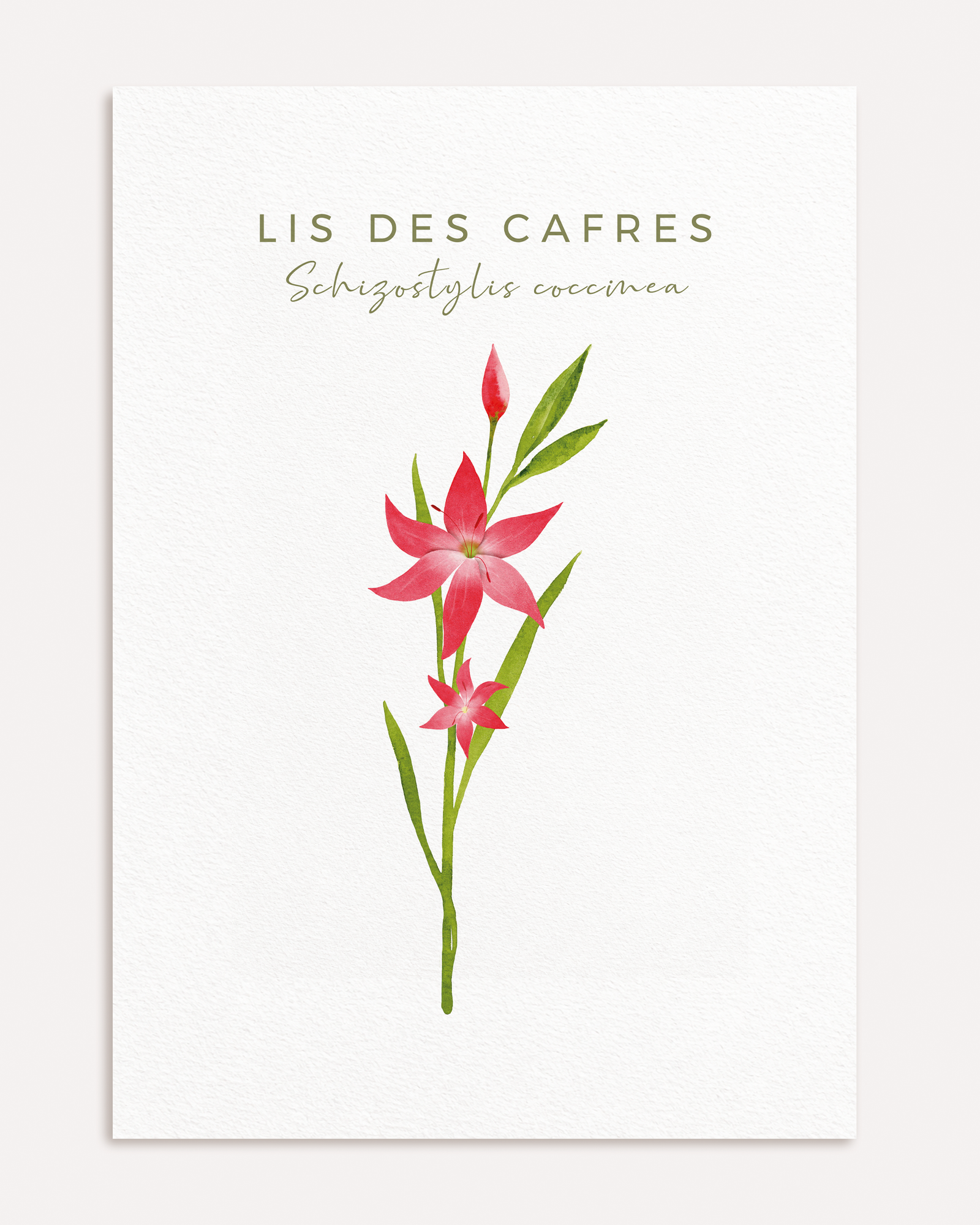 Affiche Lis des Cafres à l’aquarelle, format A4, sur fond blanc