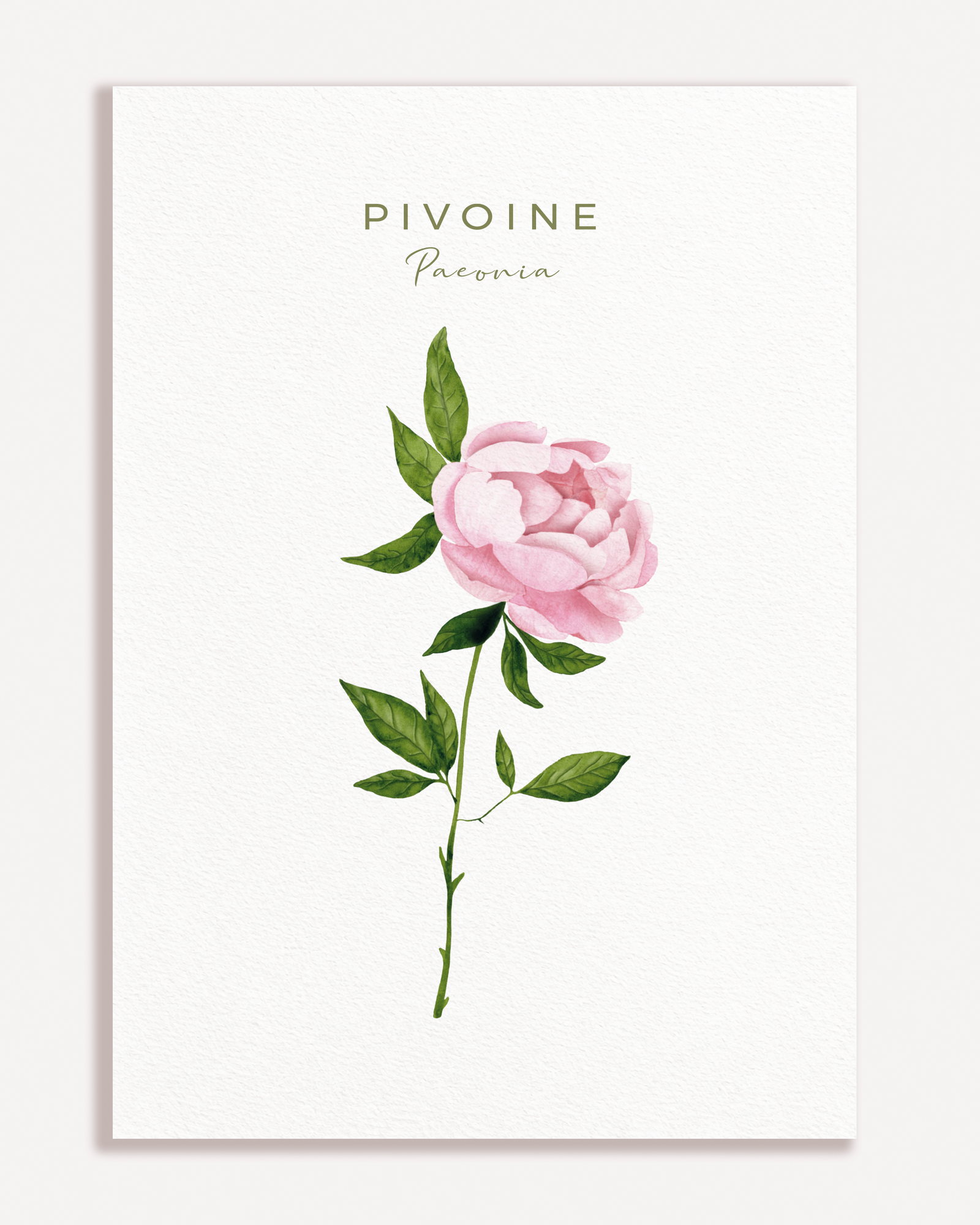 Affiche botanique Pivoine A4 à l’aquarelle sur fond blanc texturé