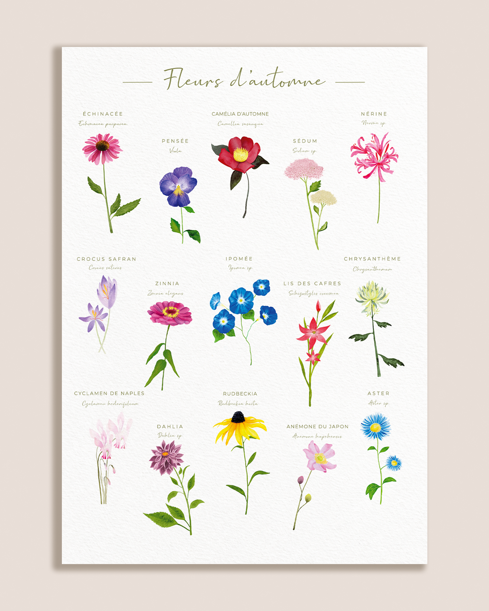 Affiche botanique des fleurs d’automne à l’aquarelle sur fond blanc texturé