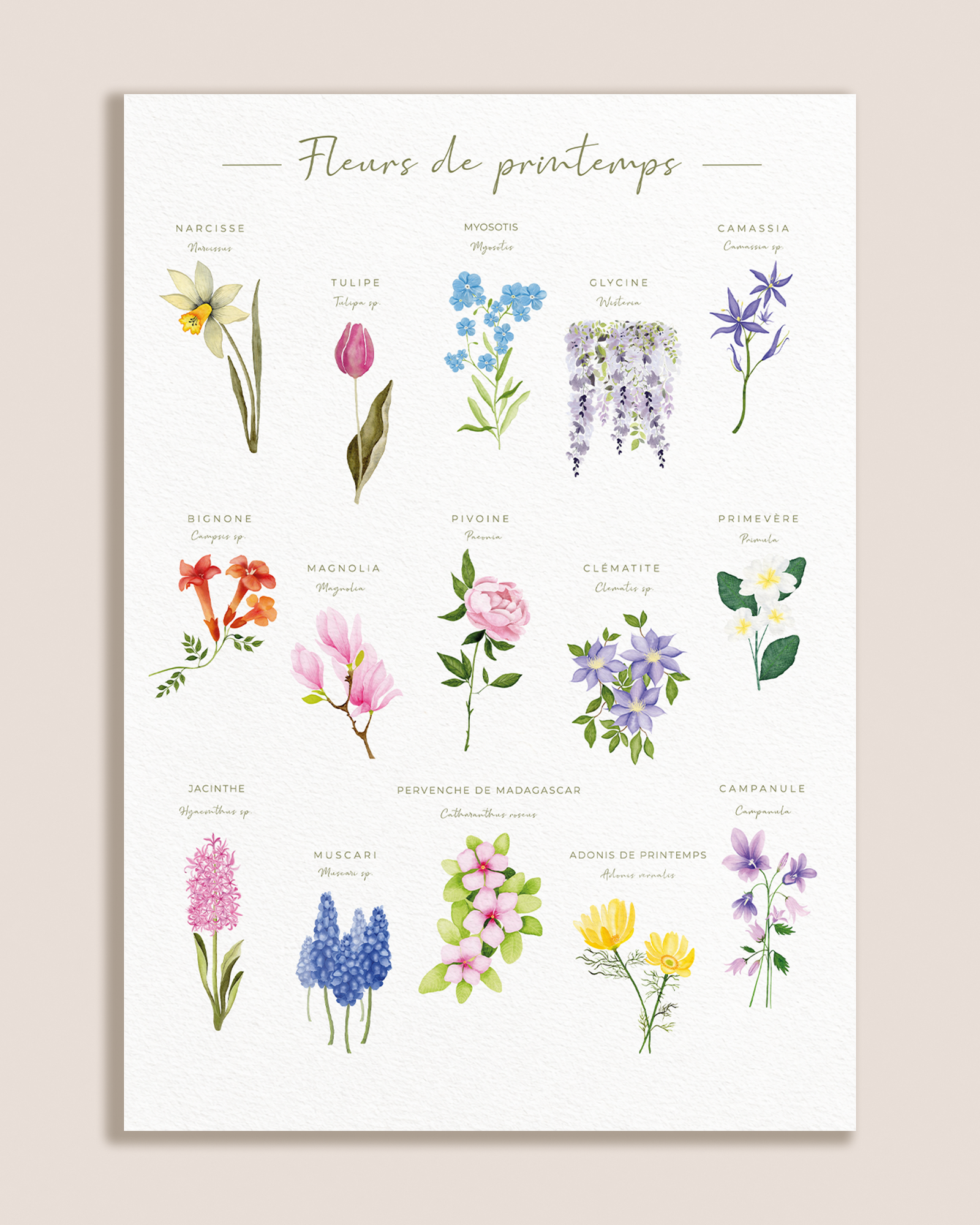Affiche botanique des fleurs de printemps à l’aquarelle sur fond blanc texturé