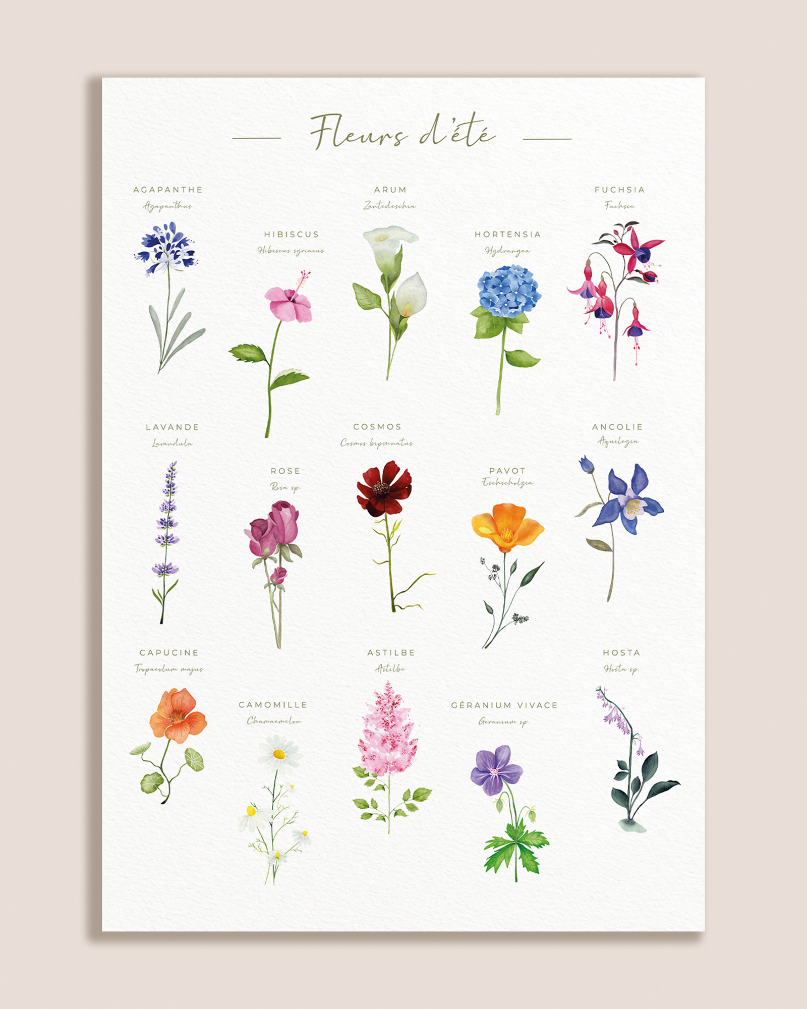 Affiche botanique des fleurs d’été à l’aquarelle sur fond blanc texturé