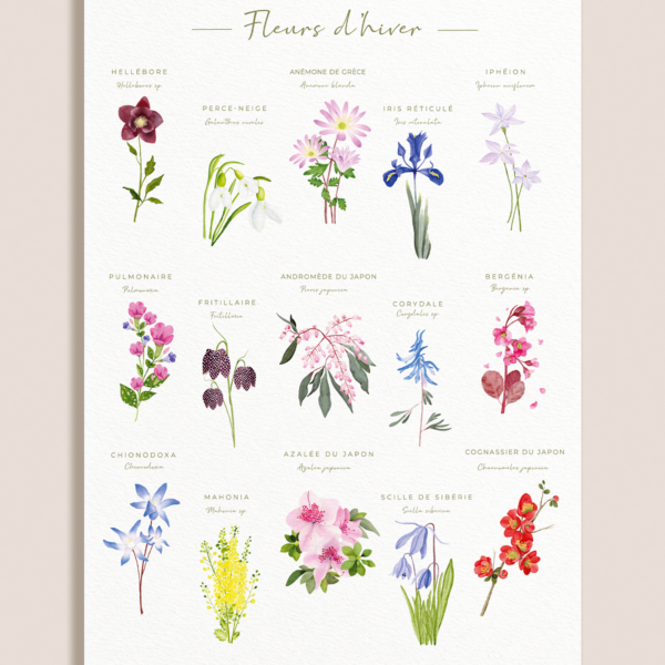 Affiche botanique des fleurs d’hiver à l’aquarelle sur fond blanc texturé