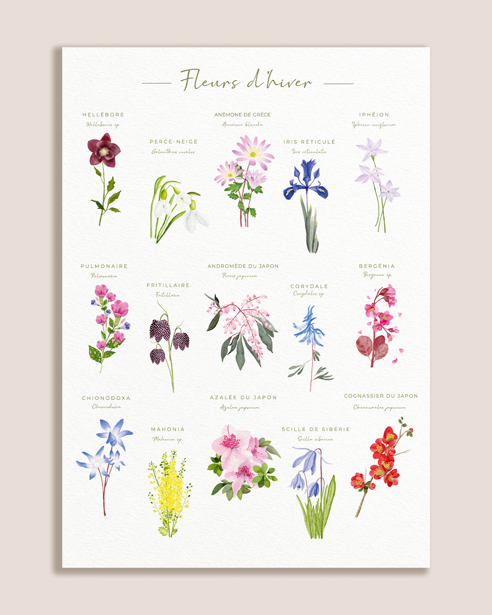 Affiche botanique des fleurs d’hiver à l’aquarelle sur fond blanc texturé