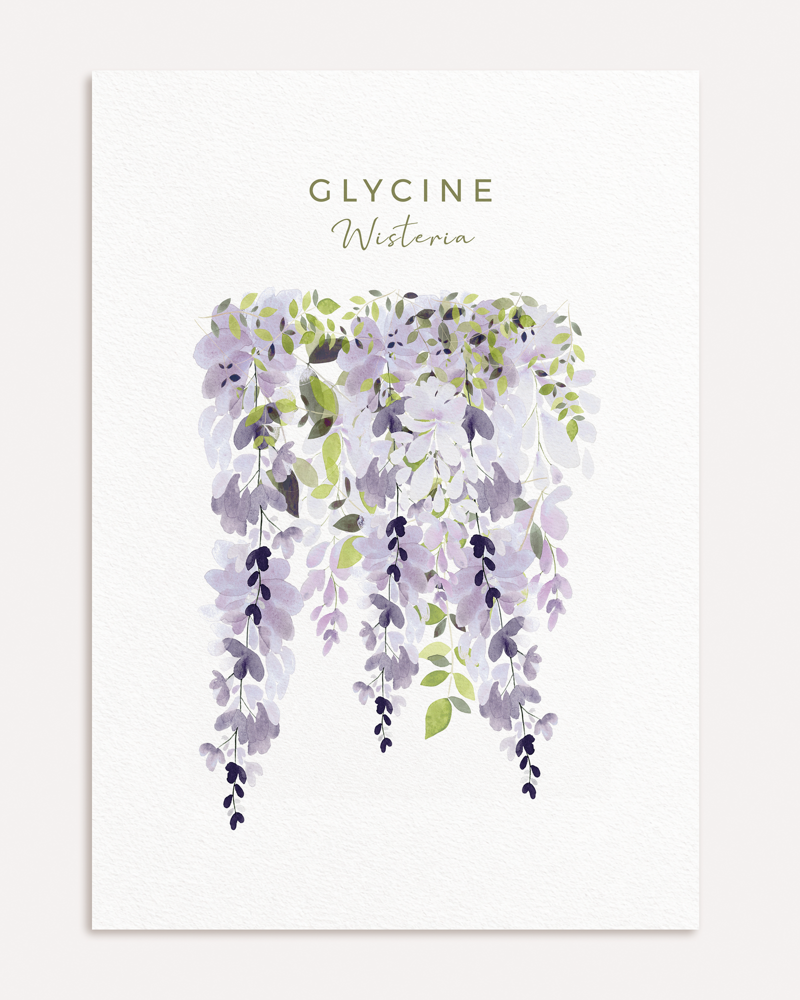 Affiche Glycine à l’aquarelle, format A4, sur fond blanc