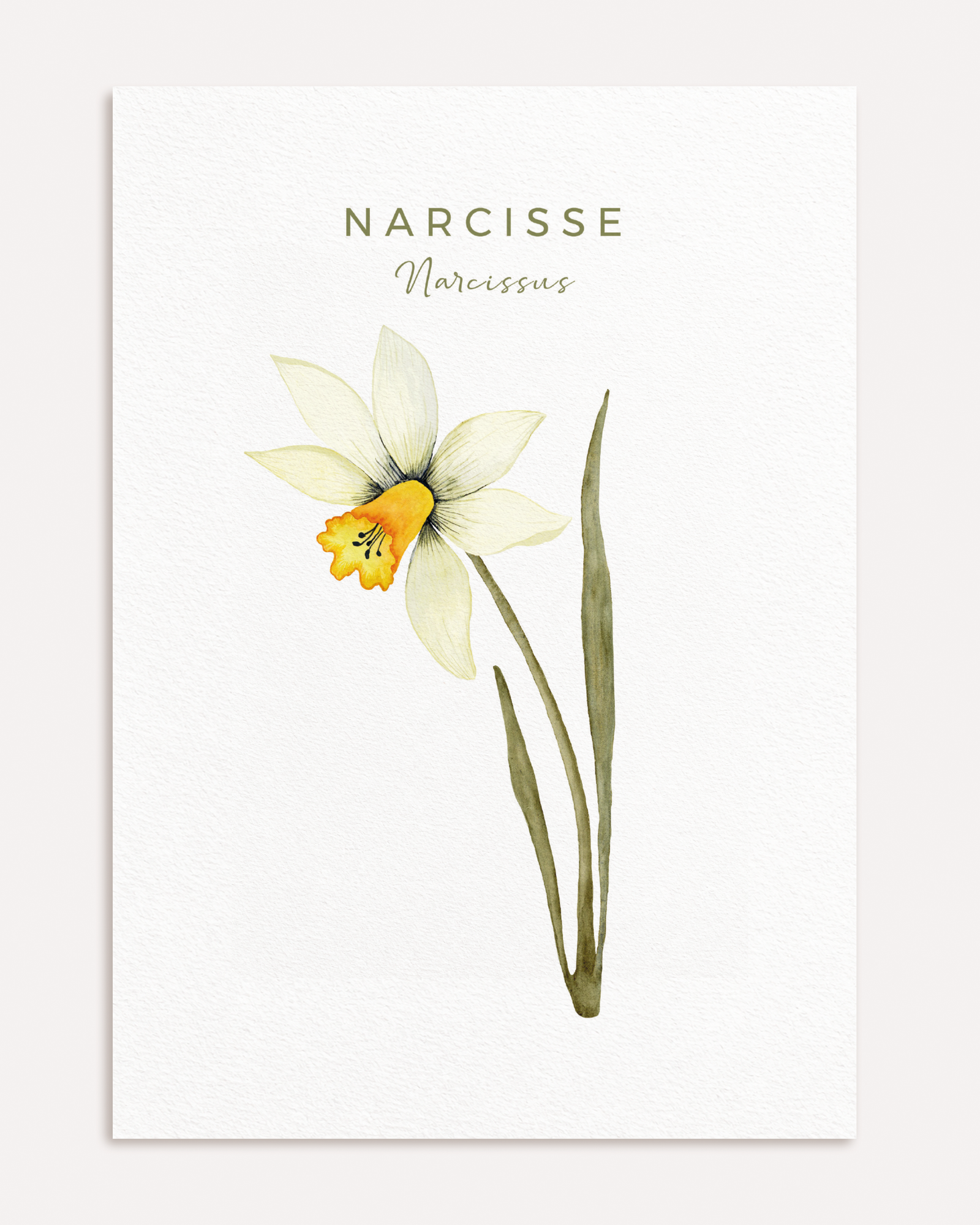 Affiche Narcisse à l’aquarelle, format A4, sur fond blanc