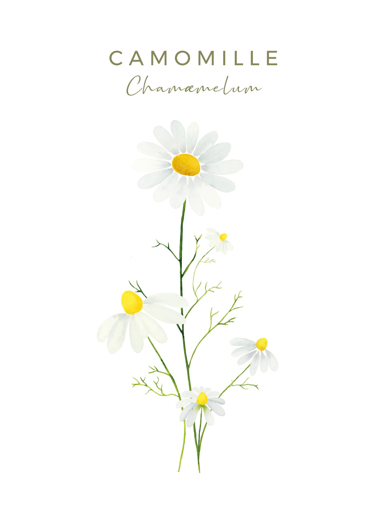Illustration botanique de la camomille, fiche du Coffret fleuri