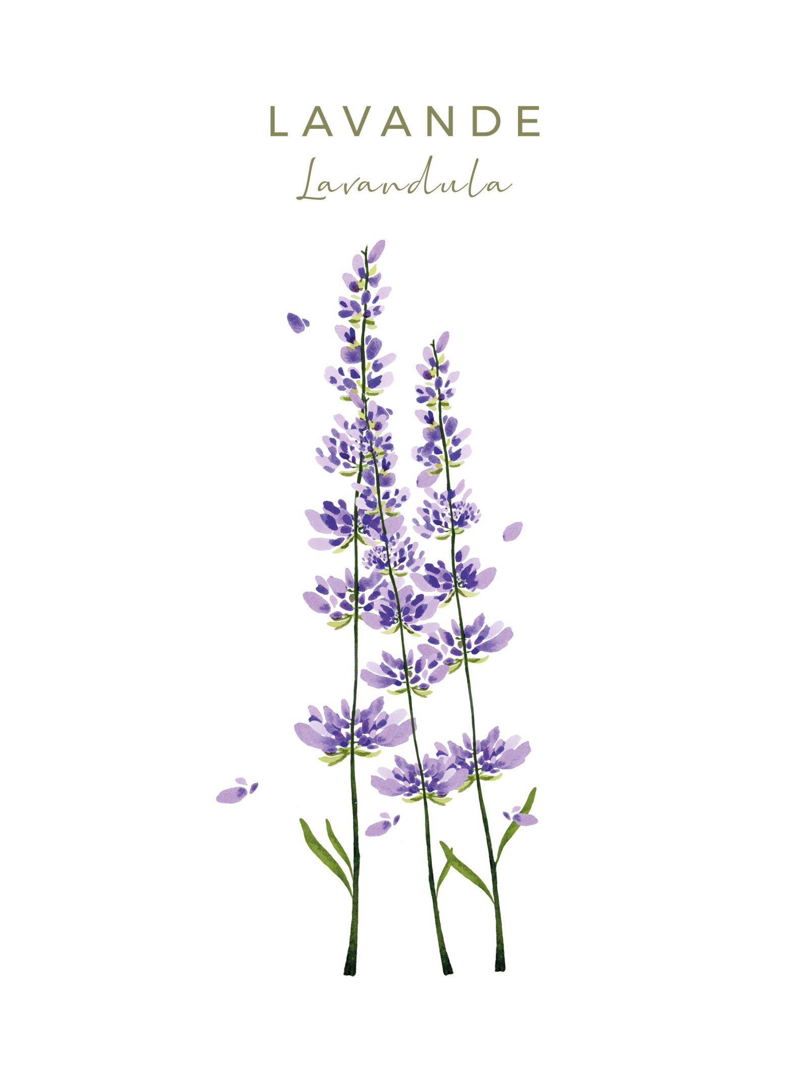 Illustration botanique de la lavande, fiche du Coffret fleuri