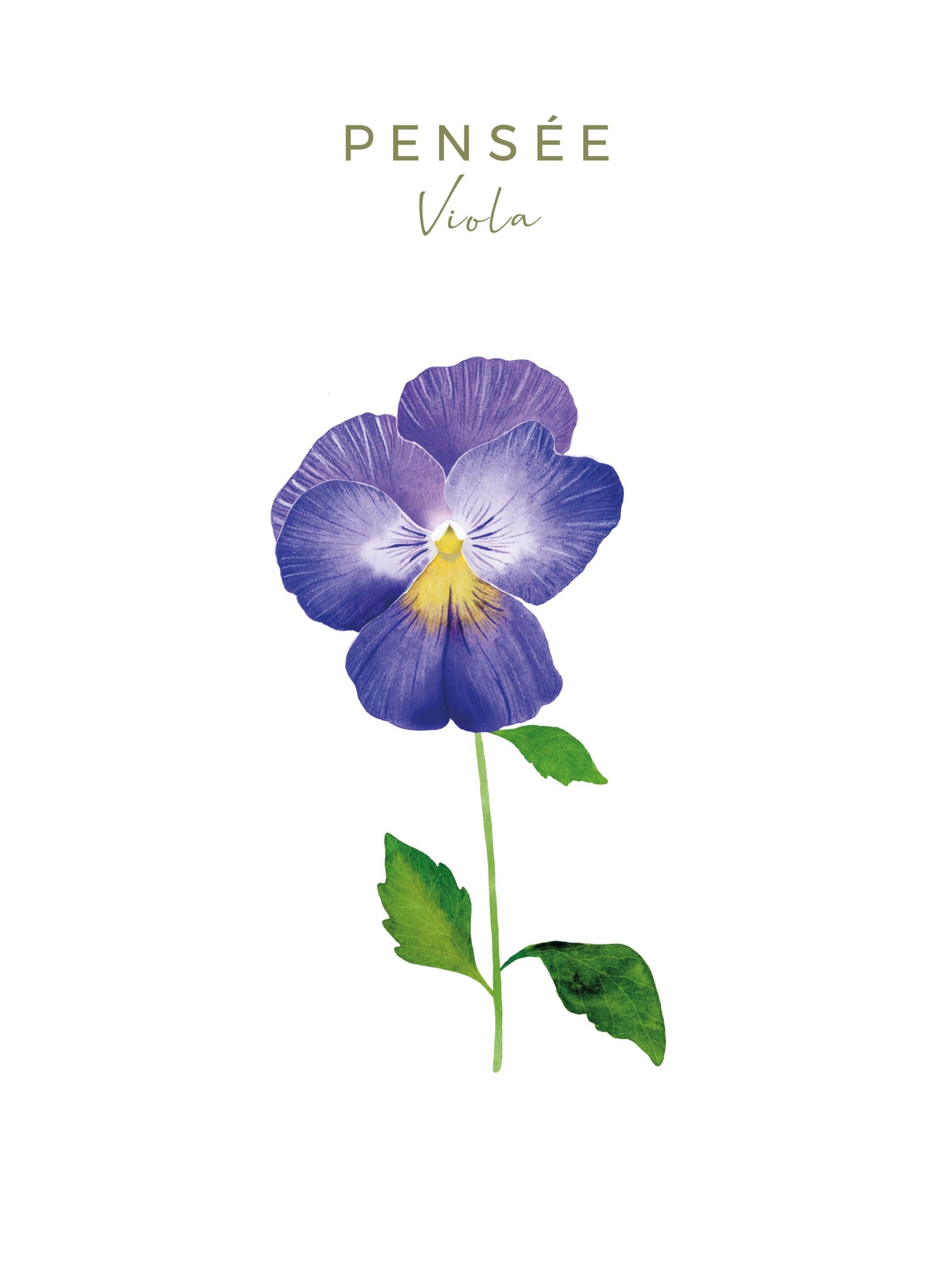 Illustration botanique de la pensée, fiche du Coffret fleuri
