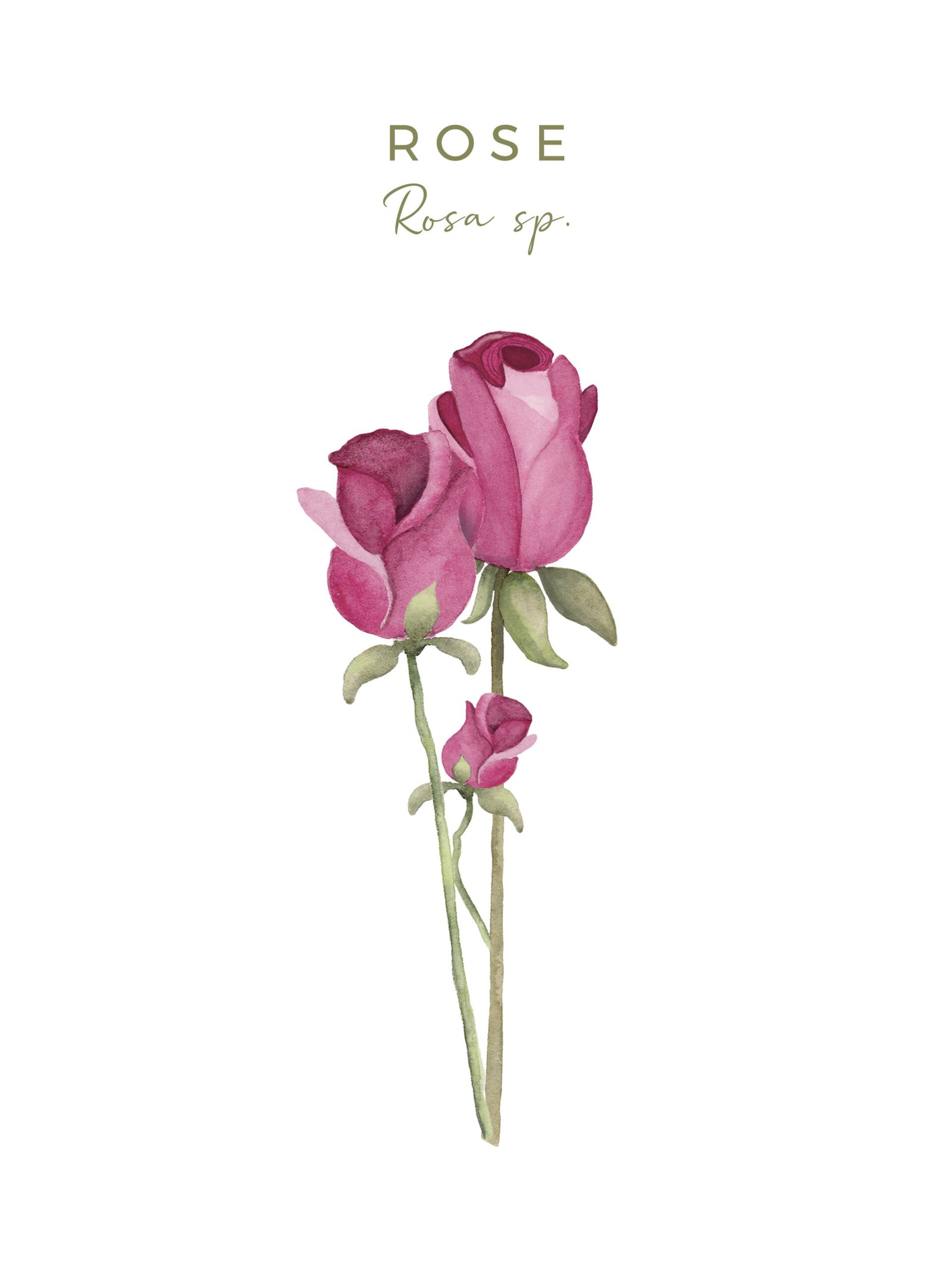 Illustration botanique de la rose, fiche du Coffret fleuri