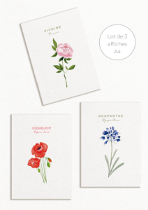 Lot de trois affiches botaniques A4 : pivoine, agapanthe et coquelicot